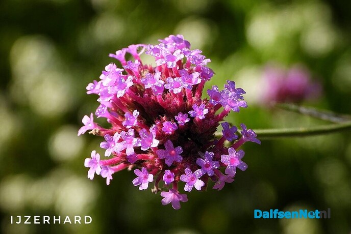 Nazomerpracht geeft de tuin kleur tot de eerste nachtvorst - Foto: Femmie Smink
