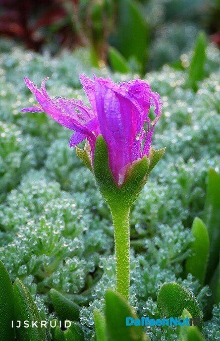 Nazomerpracht geeft de tuin kleur tot de eerste nachtvorst - Foto: Femmie Smink