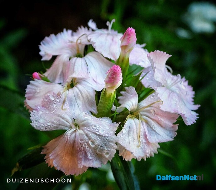 Nazomerpracht geeft de tuin kleur tot de eerste nachtvorst - Foto: Femmie Smink