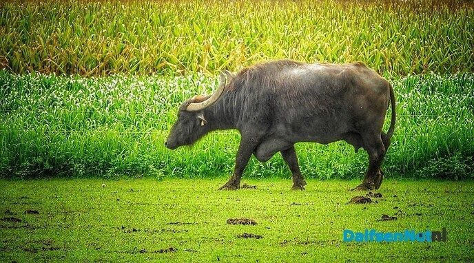 Bijzondere waterbuffels bij Oldemarkt - Foto: Femmie Smink