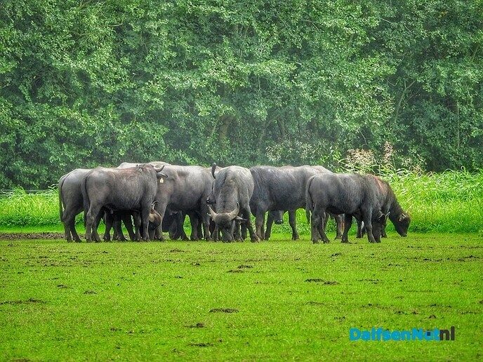 Bijzondere waterbuffels bij Oldemarkt - Foto: Femmie Smink