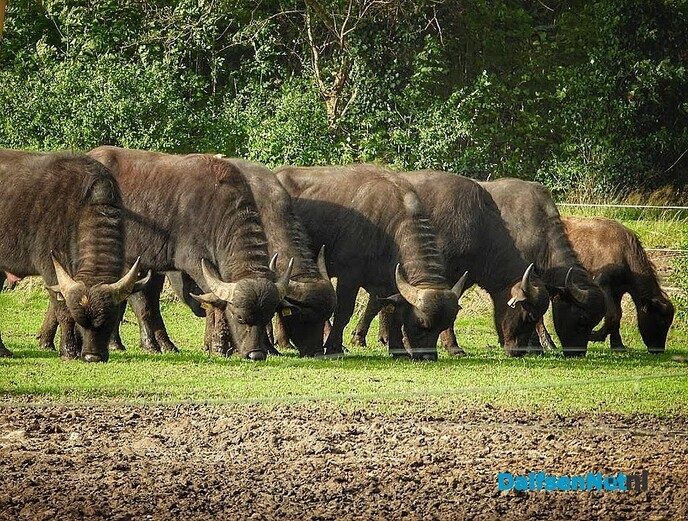 Bijzondere waterbuffels bij Oldemarkt - Foto: Femmie Smink