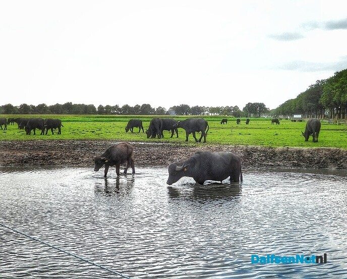 Bijzondere waterbuffels bij Oldemarkt - Foto: Femmie Smink