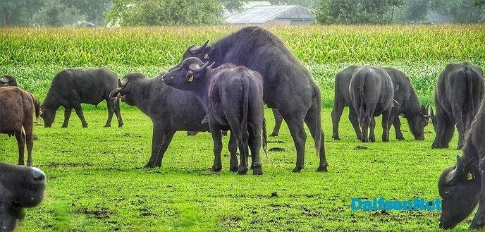 Bijzondere waterbuffels bij Oldemarkt - Foto: Femmie Smink