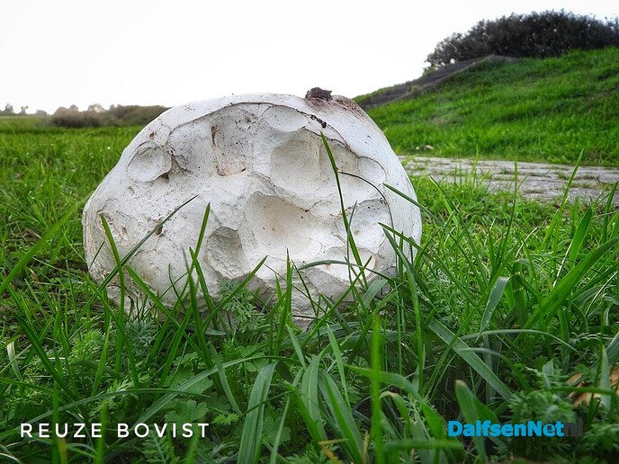 Femmie ontdekt een flinke kanjer in de natuur - Foto: Femmie Smink
