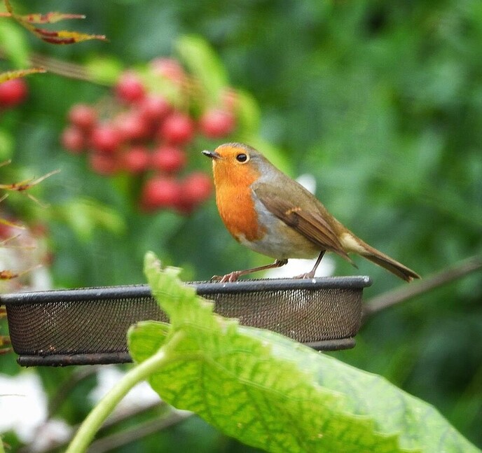 Robin zit weer in de tuin: hier een klein verhaaltje van Femmie - Foto: Femmie Smink