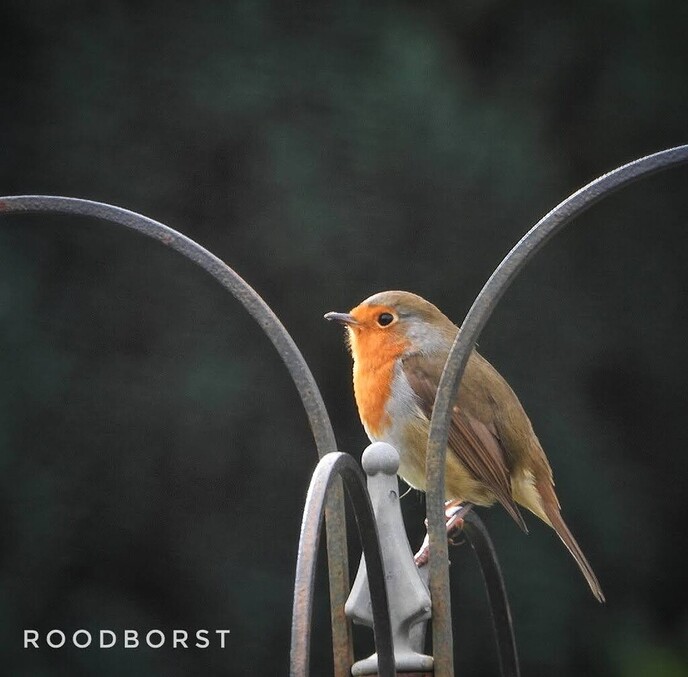 Robin zit weer in de tuin: hier een klein verhaaltje van Femmie - Foto: Femmie Smink