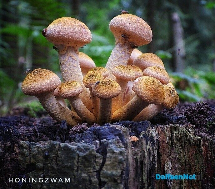 Honingzwammen in waterloopbos - Foto: Femmie Smink