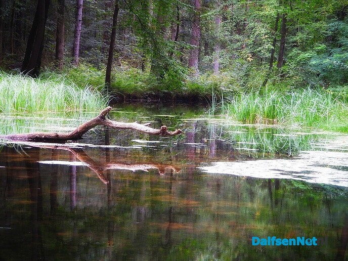 Wachten op paddenstoelen in het Waterloopbos - Foto: Femmie Smink
