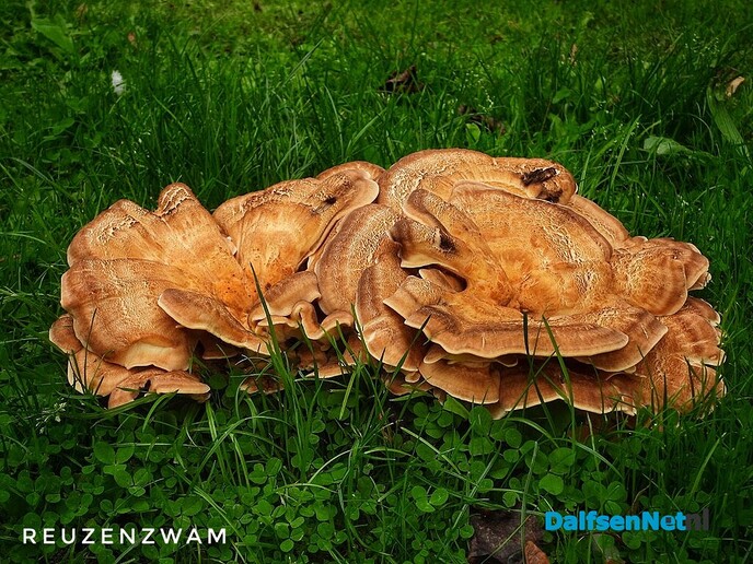 Wachten op paddenstoelen in het Waterloopbos - Foto: Femmie Smink