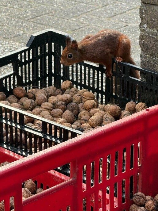 Welke zal ik nu eens kiezen, er is zo veel! - Foto: Ingezonden foto