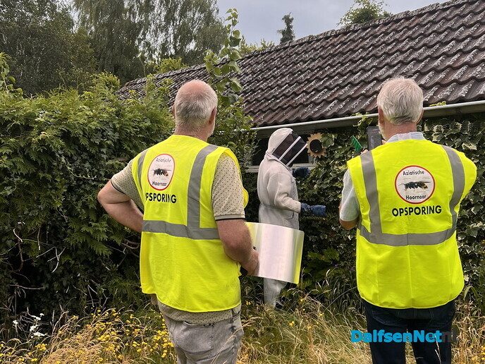 Geelpoothoornaar: Bijenhoudersverenigingen slaan de handen ineen - Foto: Ingezonden foto
