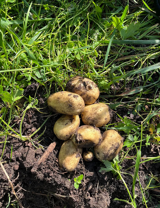Nieuwe verse aardappelen voedselbos - Foto: Ingezonden foto