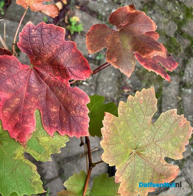 Herfstworkshop: De diepte in met aquarel - Foto: Ingezonden foto
