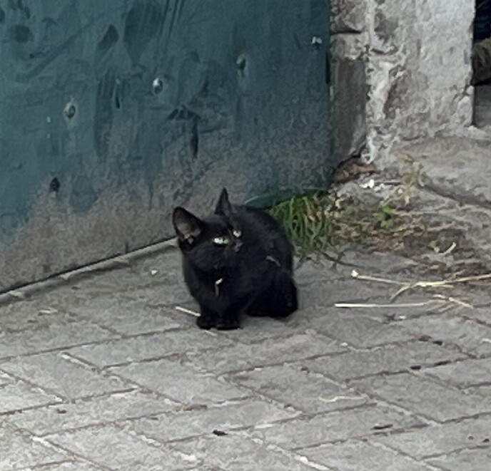 Verdwaald kitten - Foto: Ingezonden foto