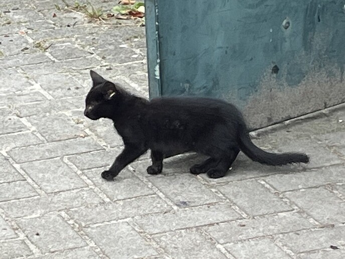 Verdwaald kitten - Foto: Ingezonden foto