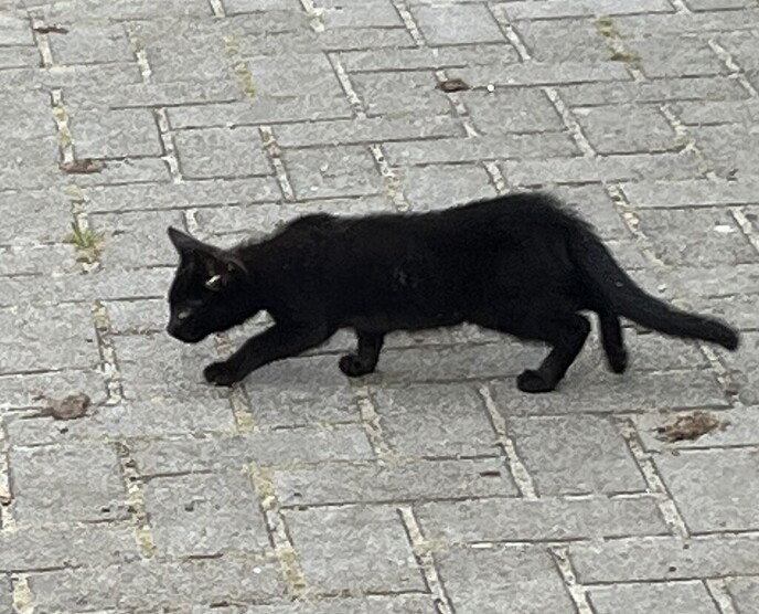Verdwaald kitten - Foto: Ingezonden foto