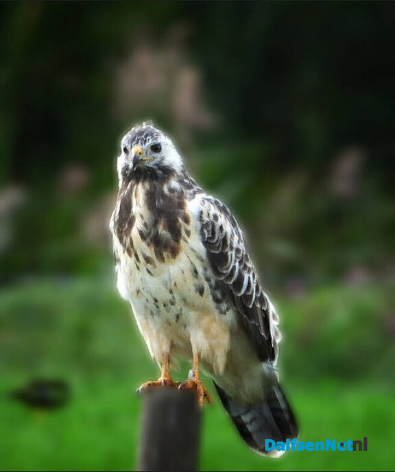 Buizerd op muizenjacht
