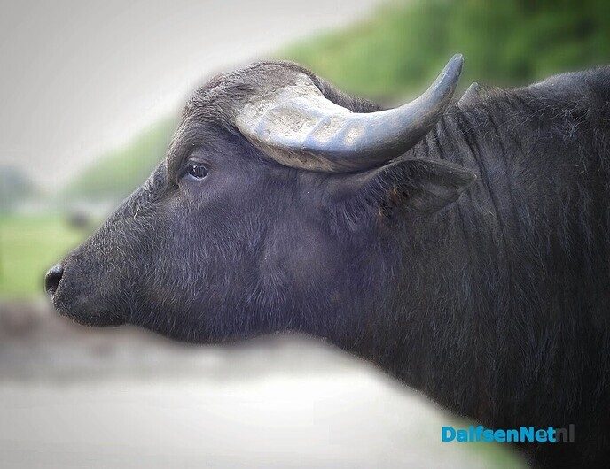 Bijzondere waterbuffels bij Oldemarkt - Foto: Femmie Smink