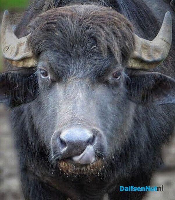 Bijzondere waterbuffels bij Oldemarkt - Foto: Femmie Smink