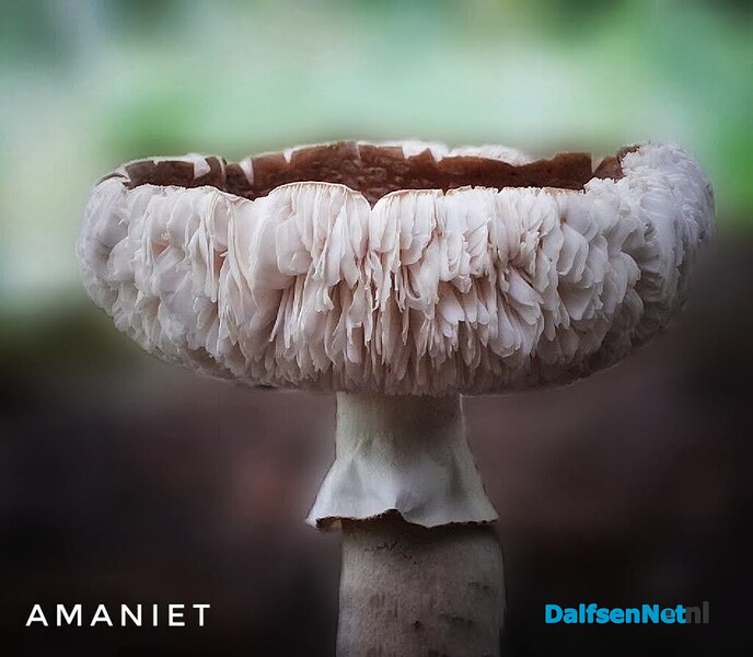 Wachten op paddenstoelen in het Waterloopbos - Foto: Femmie Smink