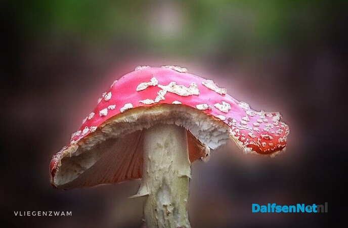Wachten op paddenstoelen in het Waterloopbos - Foto: Femmie Smink