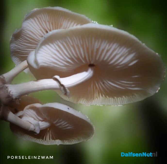 Wachten op paddenstoelen in het Waterloopbos - Foto: Femmie Smink