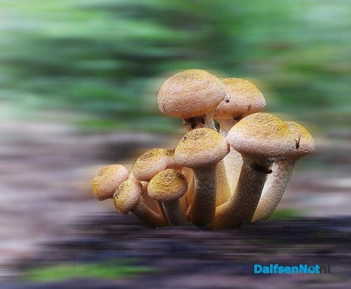 Honingzwammen in waterloopbos - Foto: Femmie Smink
