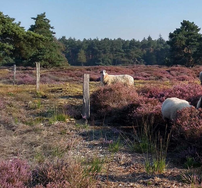 Een natuurbegraafplaats is echt niet saai