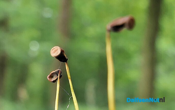 Herfst: mooie plaatjes - Foto: Ingezonden foto