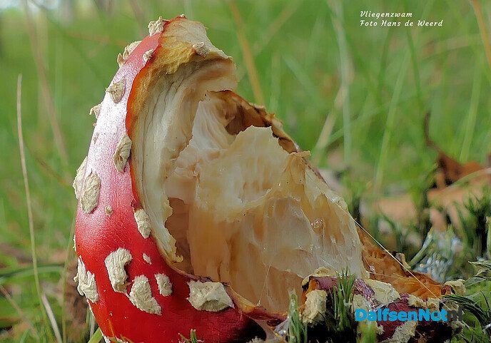Herfst: mooie plaatjes - Foto: Ingezonden foto