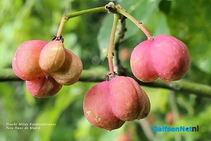 Herfst: mooie plaatjes - Foto: Ingezonden foto