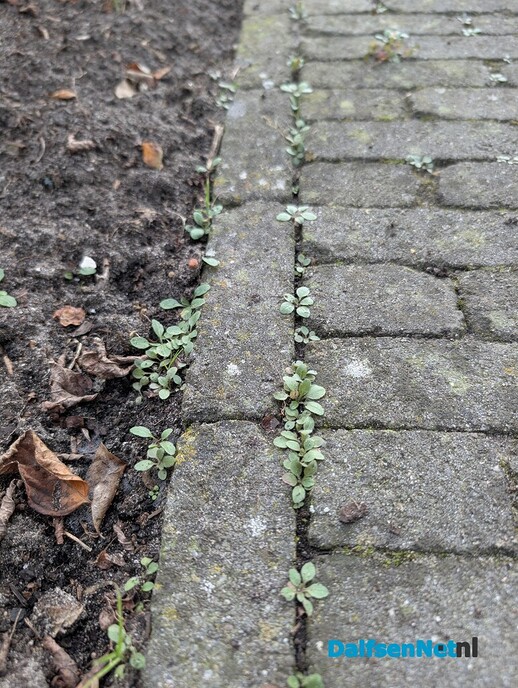 Vergroening - Foto: Ingezonden foto