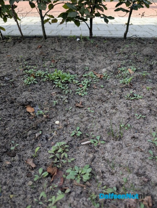 Vergroening - Foto: Ingezonden foto