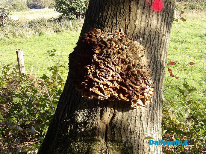 Foto’s werden steeds fletser - Foto: Willy