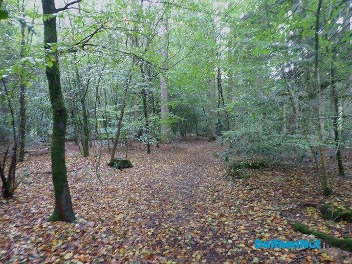 Herfst op Den Berg, de natuur op haar sterkst - Foto: Willy