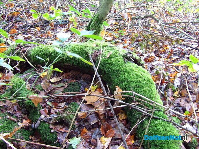 Herfst op Den Berg, de natuur op haar sterkst - Foto: Willy