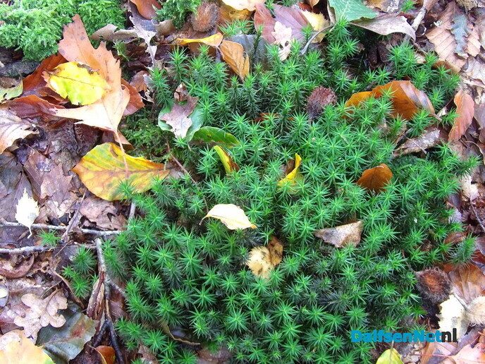 Herfst op Den Berg, de natuur op haar sterkst - Foto: Willy