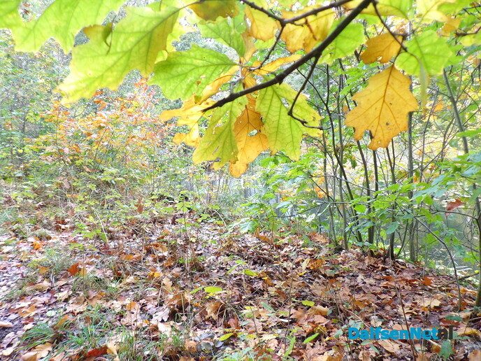 Herfst op Den Berg, de natuur op haar sterkst - Foto: Willy