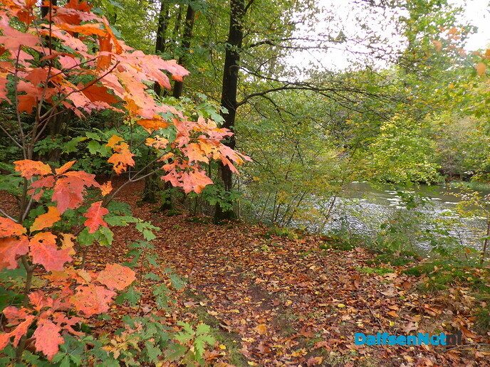 Herfst op Den Berg, de natuur op haar sterkst - Foto: Willy