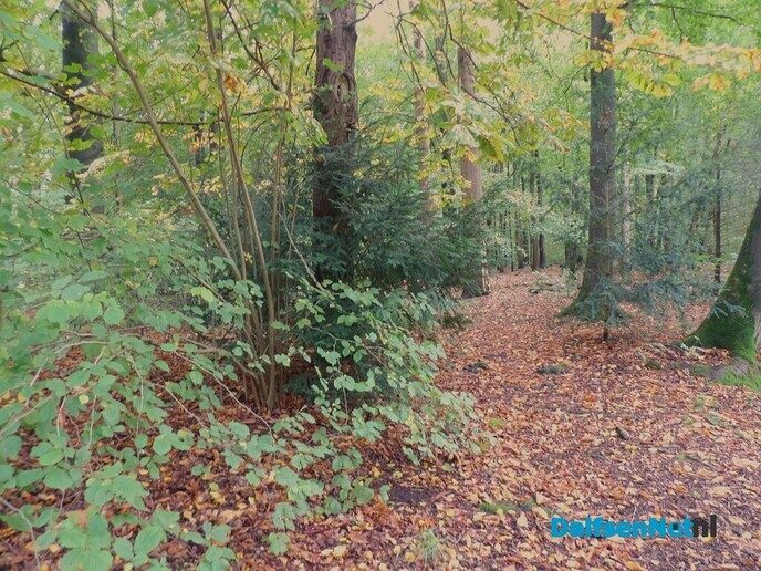 Herfst op Den Berg, de natuur op haar sterkst - Foto: Willy