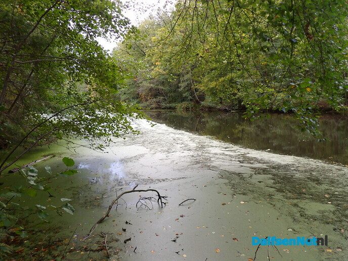 Herfst op Den Berg, de natuur op haar sterkst - Foto: Willy