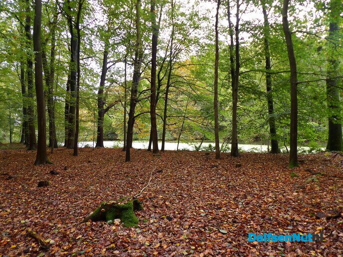 Herfst op Den Berg, de natuur op haar sterkst - Foto: Willy