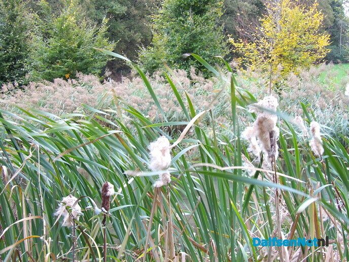 Herfst op Den Berg, de natuur op haar sterkst - Foto: Willy