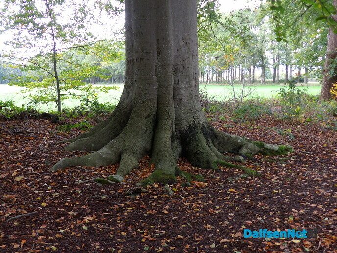 Herfst op Den Berg, de natuur op haar sterkst - Foto: Willy