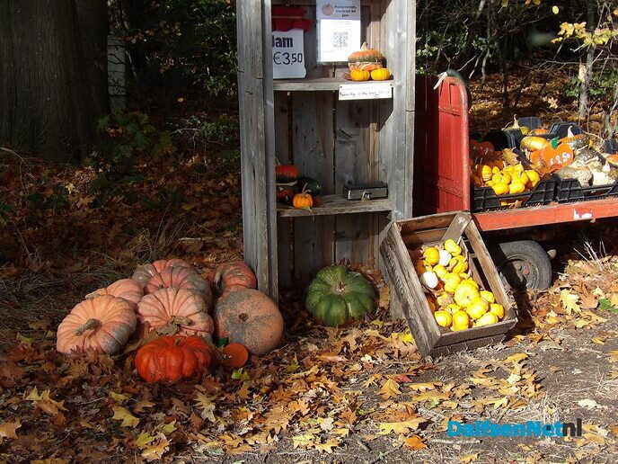 Een rondje Hessum vol herfstkleuren en verrassingen - Foto: Willy