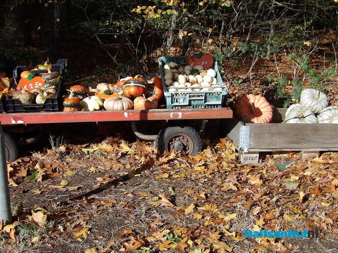 Een rondje Hessum vol herfstkleuren en verrassingen - Foto: Willy