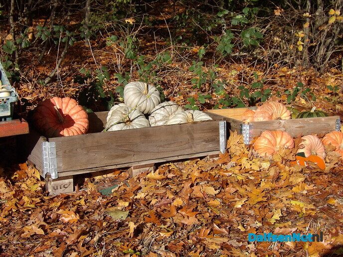 Een rondje Hessum vol herfstkleuren en verrassingen - Foto: Willy