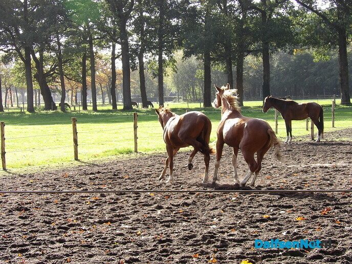 Een rondje Hessum vol herfstkleuren en verrassingen - Foto: Willy