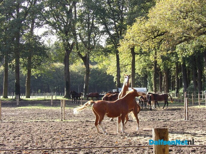 Een rondje Hessum vol herfstkleuren en verrassingen - Foto: Willy